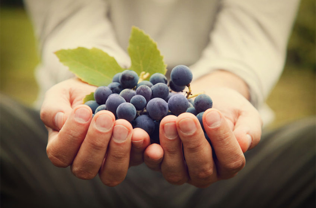 bienfaits-raisin