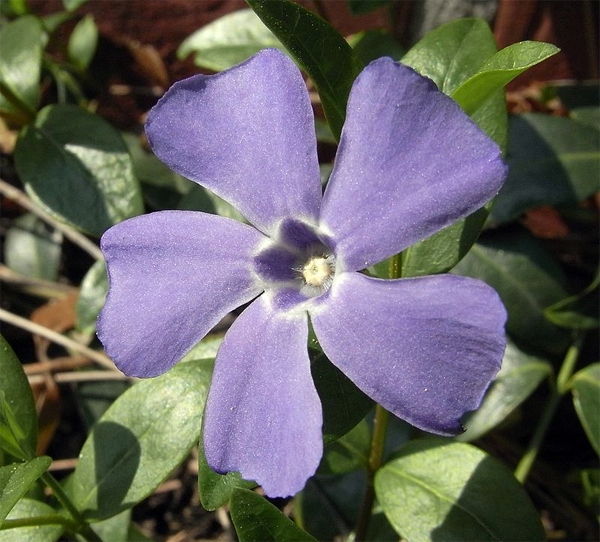 La petite pervenche (Vinca Minor en latin), l'une des nombreuses plantes utilisées en spagyrie.