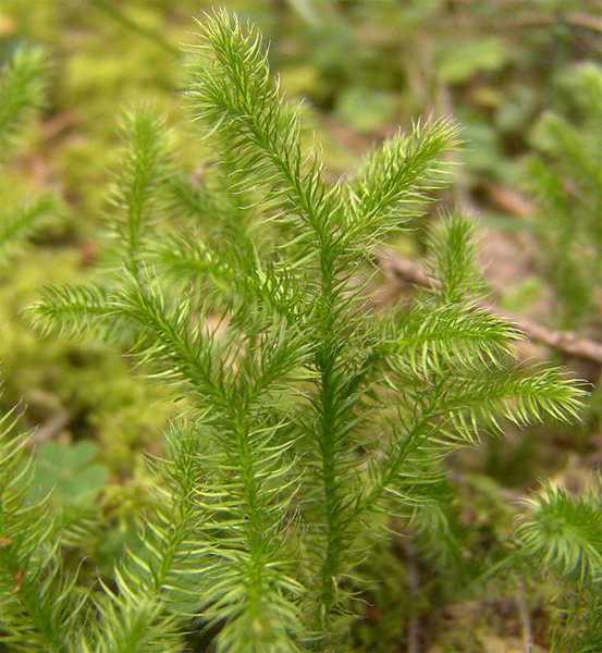 La Lycopodium clavatum, première plante des deux mélanges cités (LIEBE et LEPTINE) et la dernière du mélange CHEVAL. Photo : Mnolf