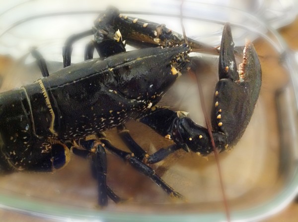 Homard dans la cocotte de L'Omnicuiseur Vitalité